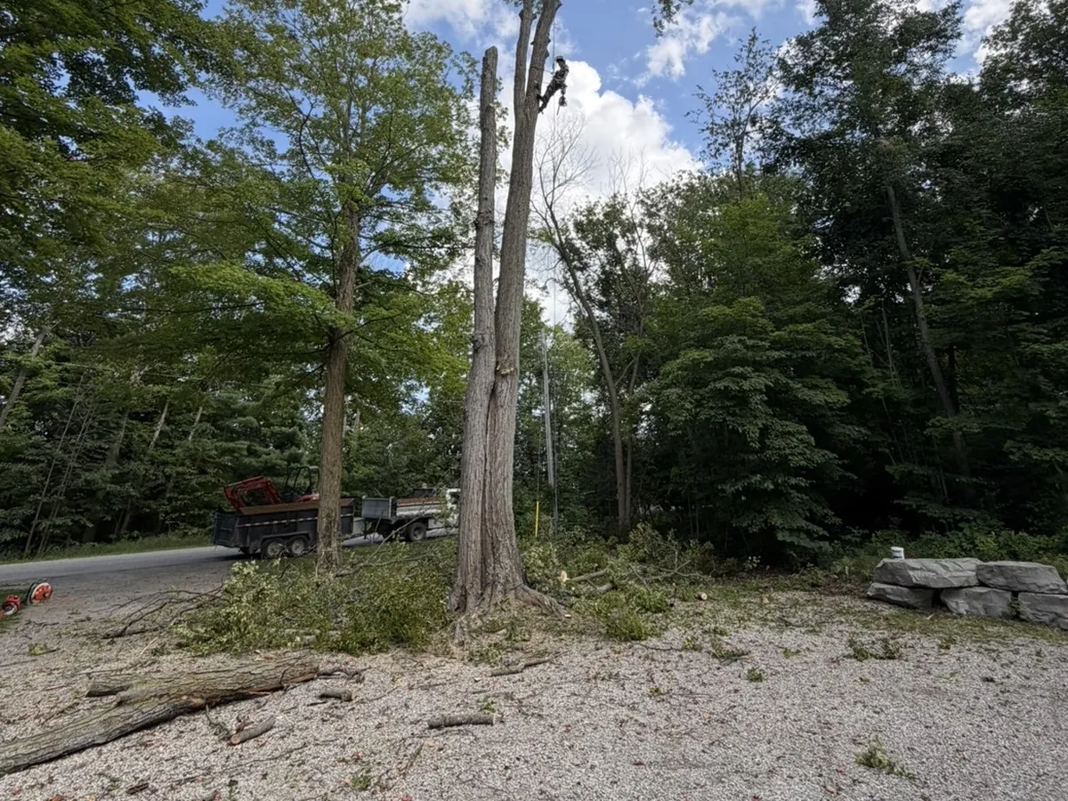 Cleared site with trunks cut to length after a removal