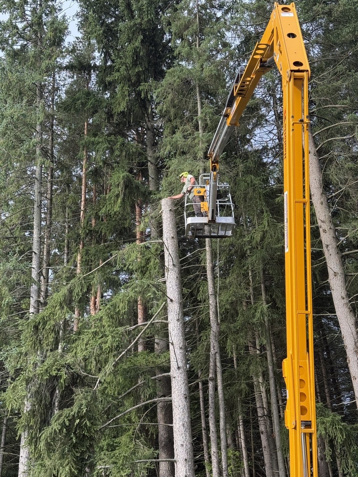 TNT Tree Service bucket truck reaching into tall pines